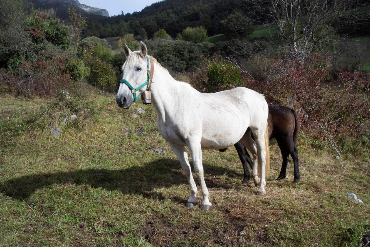 Apartamentos Los Picos De Europa Colio Экстерьер фото